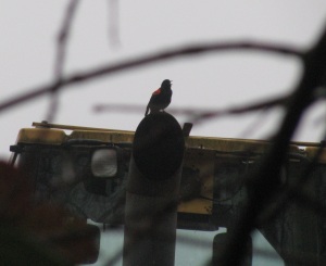 RedWingedBlackbird