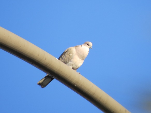 Eurasian-collared Dove..."koo-KOO-kook" 